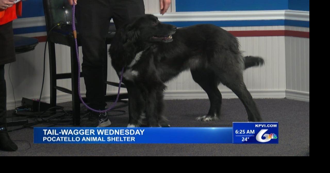 Kona Debuts on Tail-Wagger Wednesday | Local News | kpvi.com