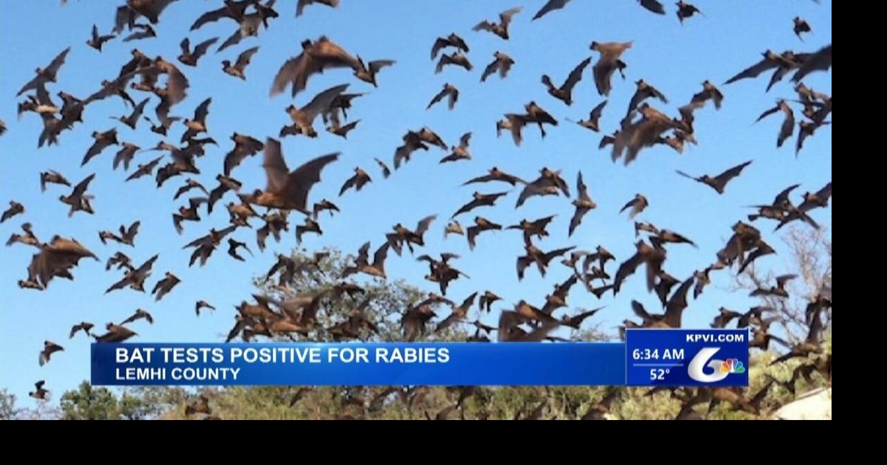A Rabid Bat Was Found in Lemhi County | Local News | kpvi.com