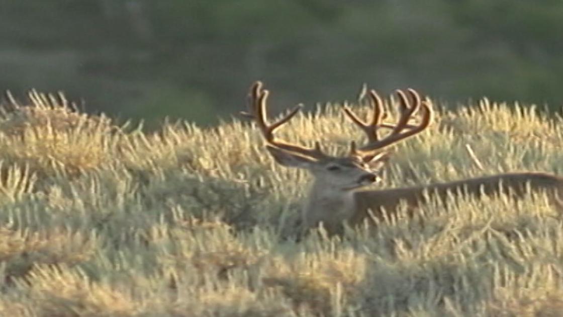 Idaho Fish and Game Seeks Public Comment on Species Management Plan