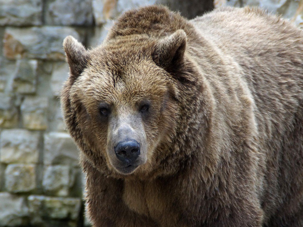 US Won't Restore Yellowstone Grizzly Bear Protections | Local News ...