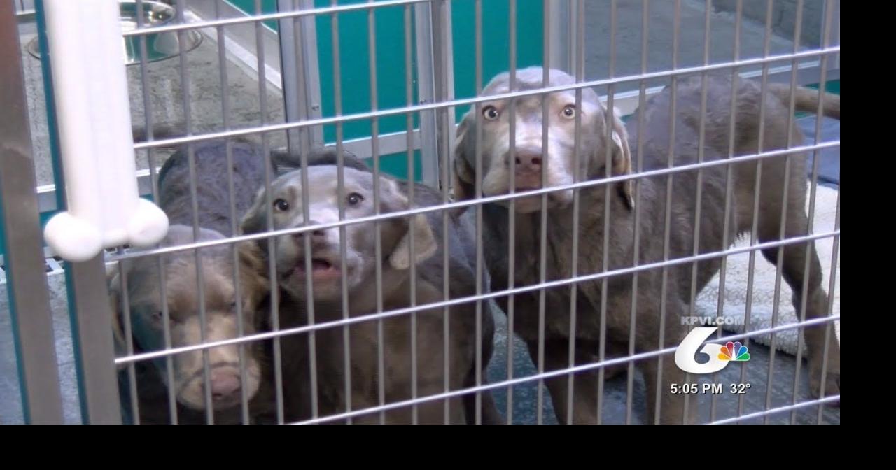 snake river animal shelter hours