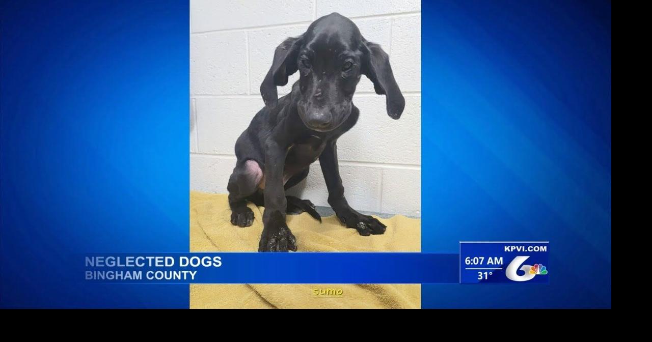 Animal Shelter Receives Multiple Neglected Dogs | Local News | kpvi.com