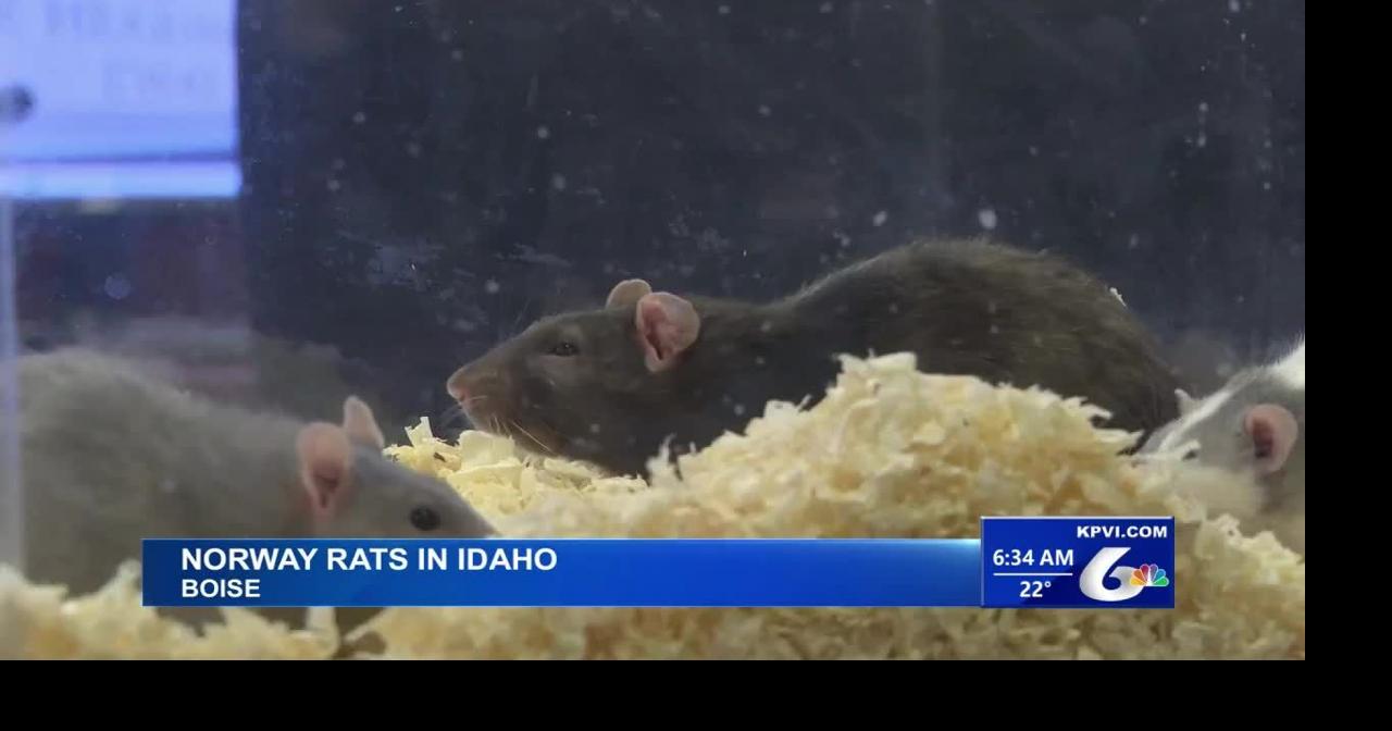 Lawmakers in Boise are Trying to Handle a Major Rat Infestation