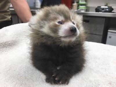 Get Wallpaper First Ever Red Panda Born At Idaho Falls Zoo Local News Kpvi Com HD