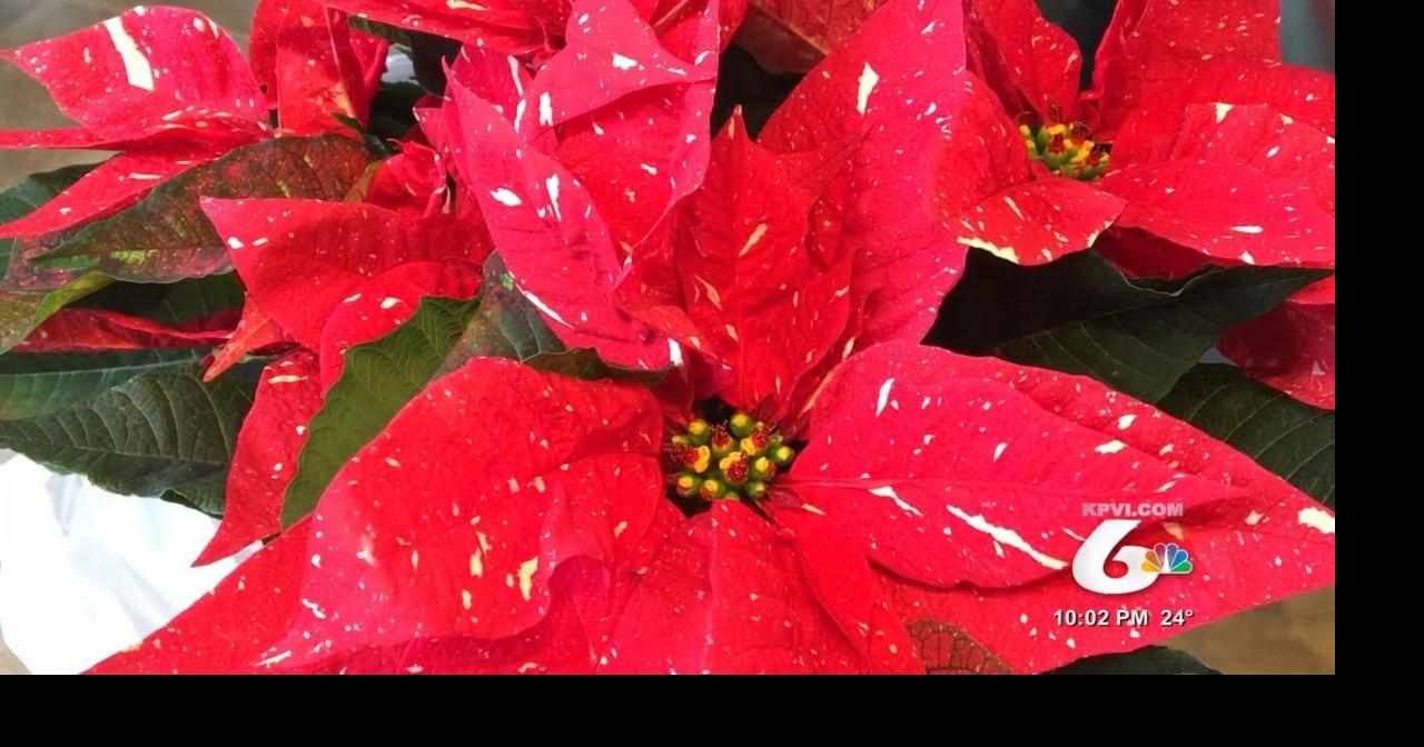 Local group sells poinsettias to bring Christmas cheer and help those