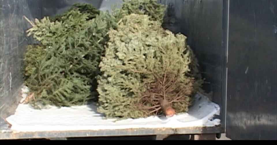 Idaho Falls offering disposal sites for Christmas Trees Local News