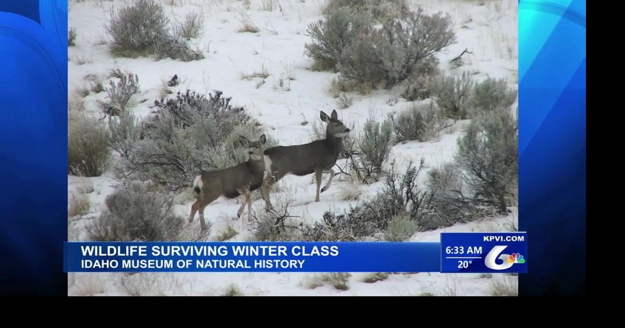 The Idaho Department of Fish and Game is Holding a Winter Wildlife Class at ISU