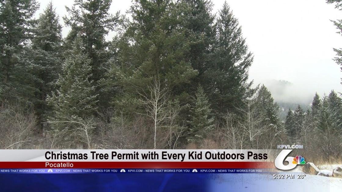 U S Forest Service Offering Free Christmas Tree Permits With Every Kid Outdoors Pass Local News Kpvi Com