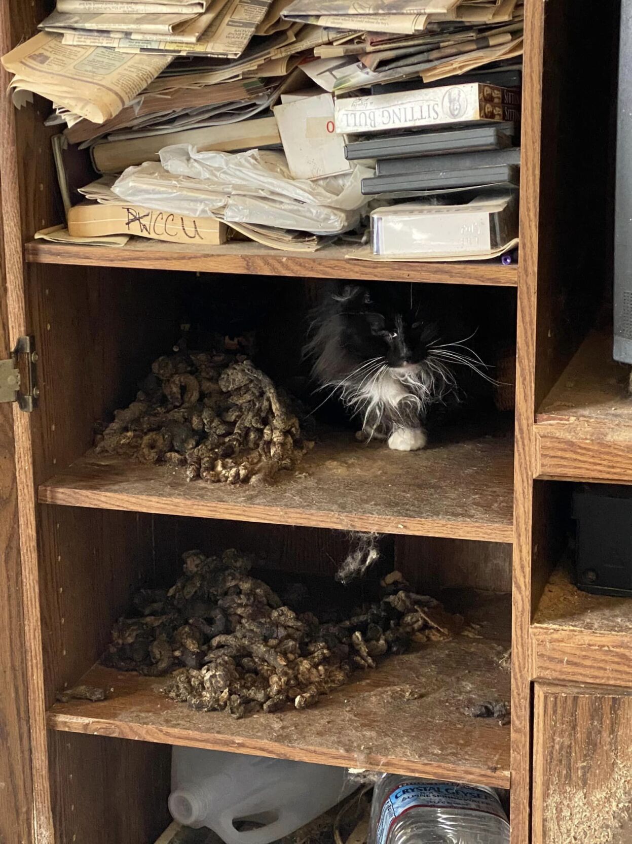 Bannock Feral Friends rescue more than a dozen abandoned cats | Local