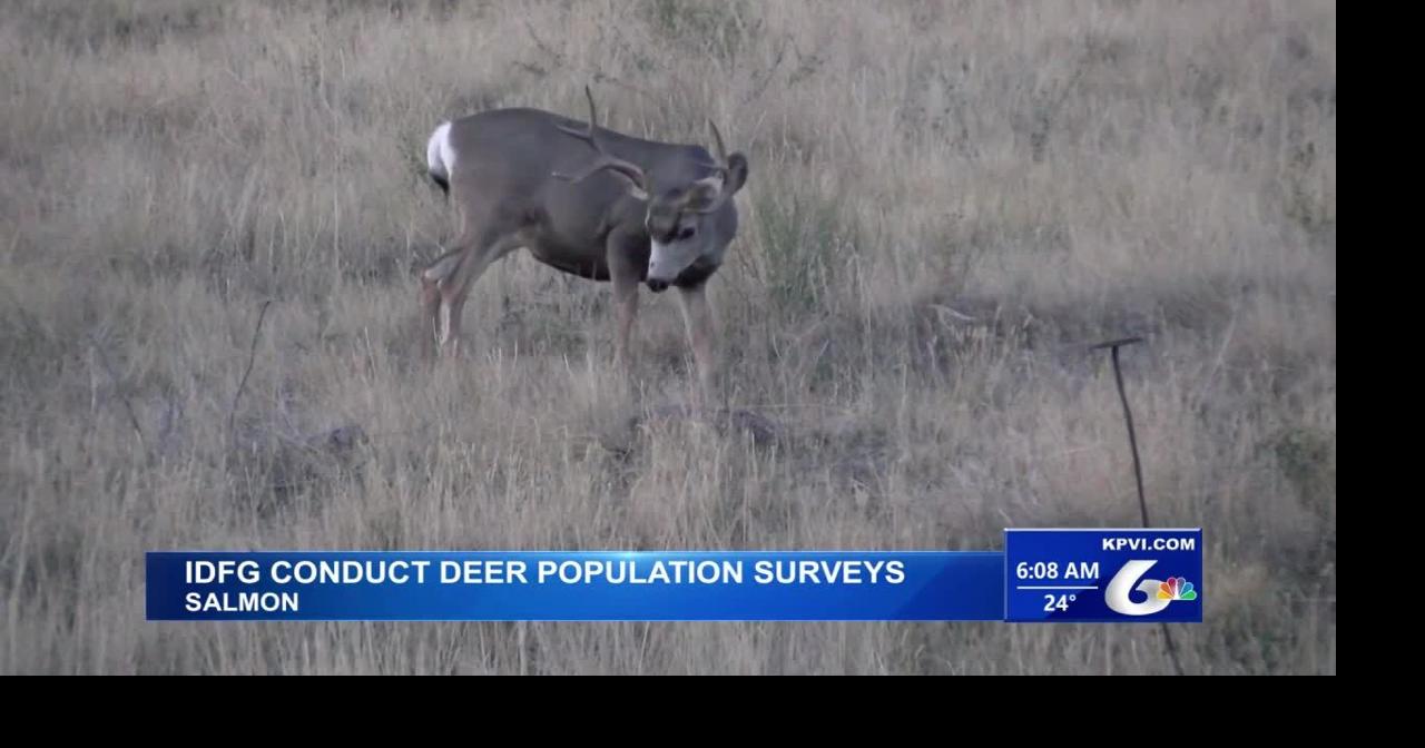 The Idaho Department of Fish and Game is Conducting Deer Population Surveys with Helicopters