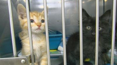 15 kittens rescued
