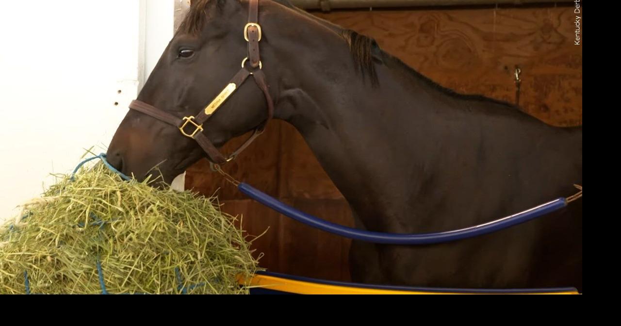 National MeetAHorse Day July 17, 2024 Entertainment