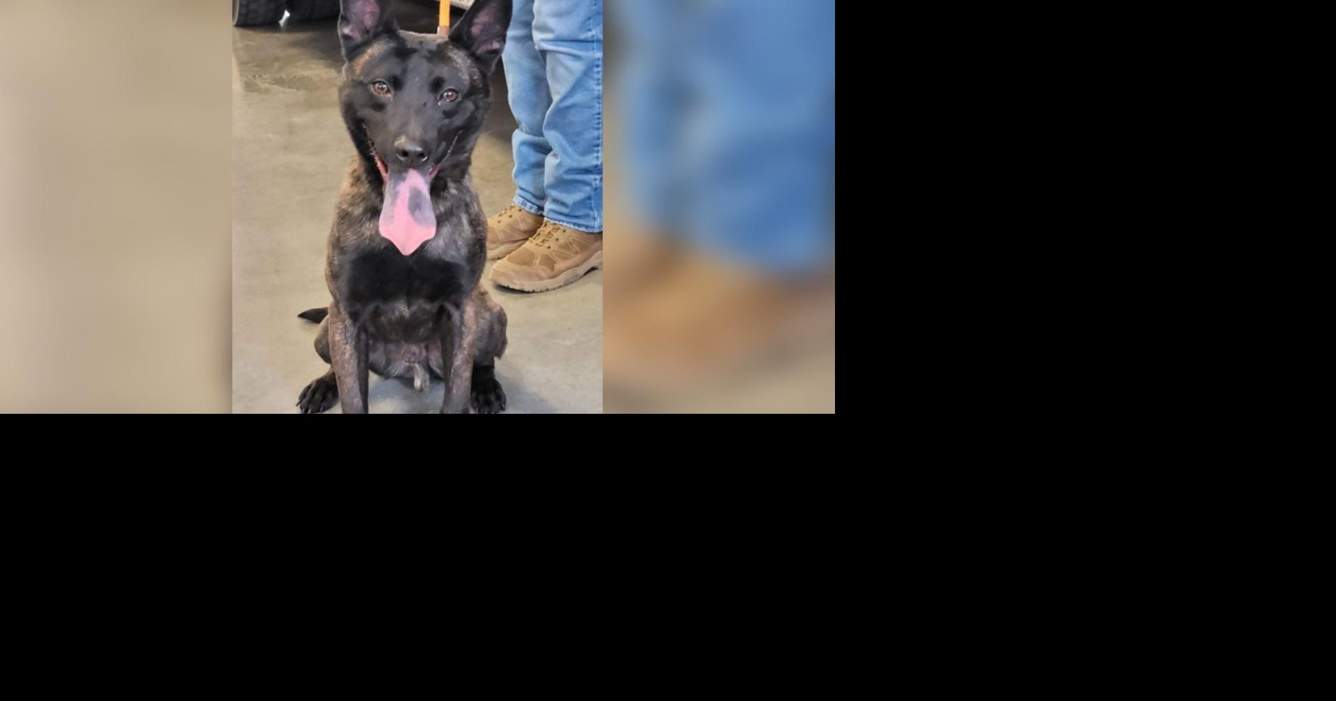Doniphan County Sheriff Department fundraising to add K9 to Department