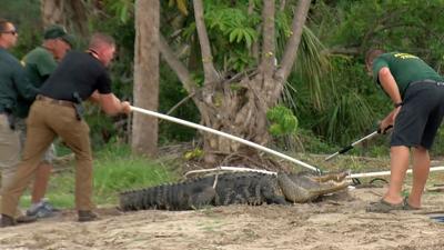 A Florida man’s arm was amputated after he was attacked by a 10-foot alligator