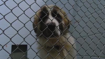 St. Joseph Animal Shelter over capacity, needs more pets adopted and fostered