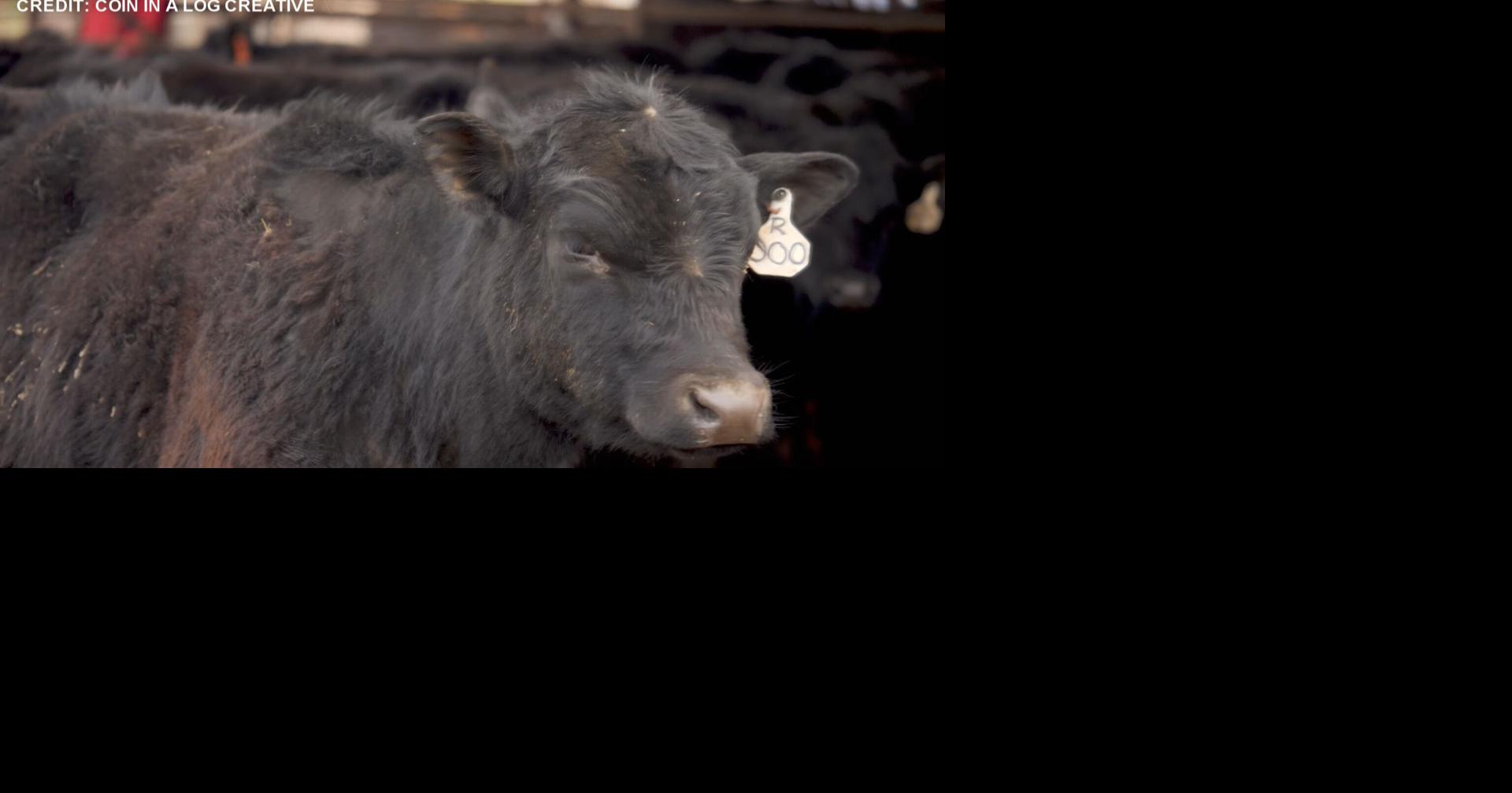 St. Joseph Stockyards documentary premieres in May News