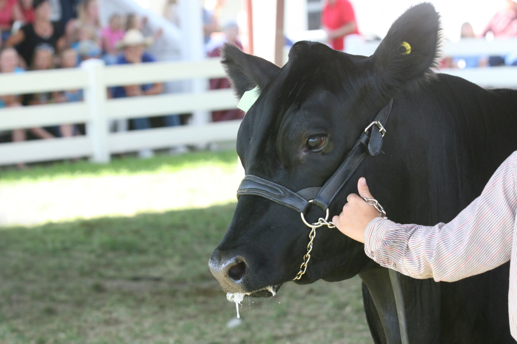 ArkLaTex Made: 4-H Students Show Their Animals At The State Fair Of ...