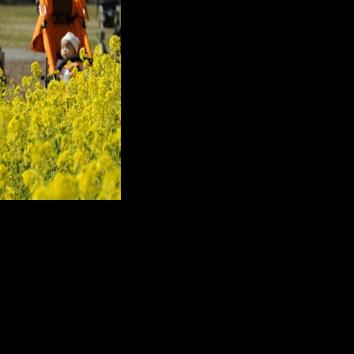 Japan's decades-old "maternity protection" law is a holdover from a wartime era where women were considered resources for population growth