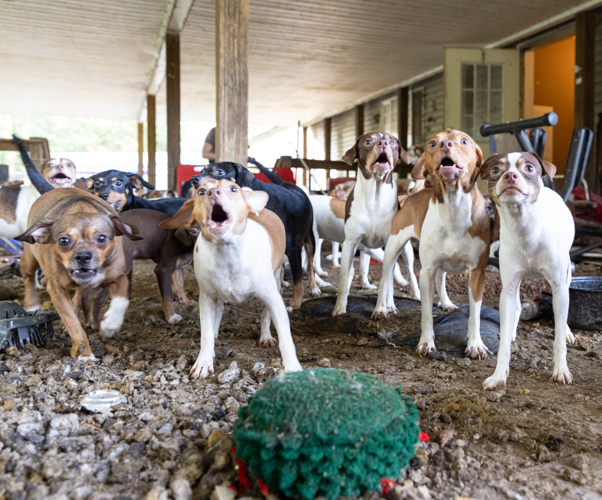 190plus dogs, cats rescued from Natchitoches Parish property News