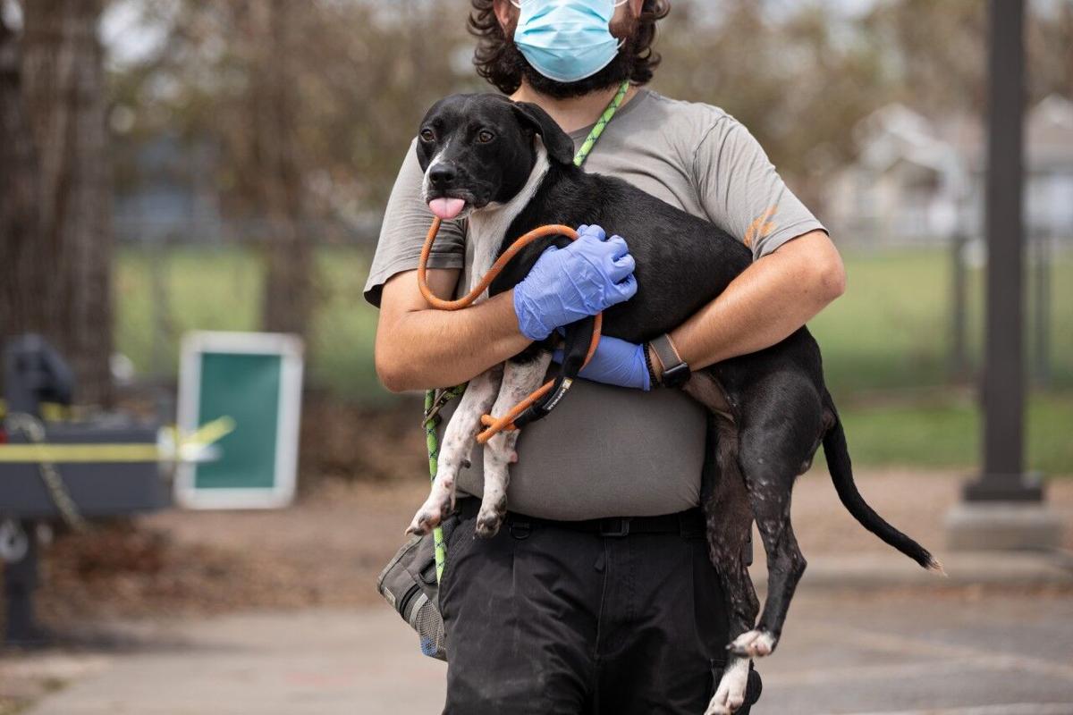 Aspca Sheltering Relocating Homeless Animals Impacted By Hurricane Laura News Ktbs Com Aspca Sheltering Relocating Homeless Animals Impacted By Hurricane Laura News Ktbs Com