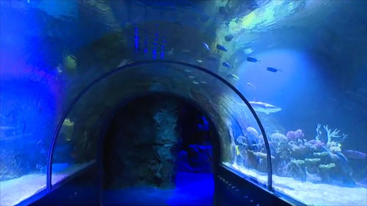 Billed as a World of Wonder, Shreveport Aquarium officially opens