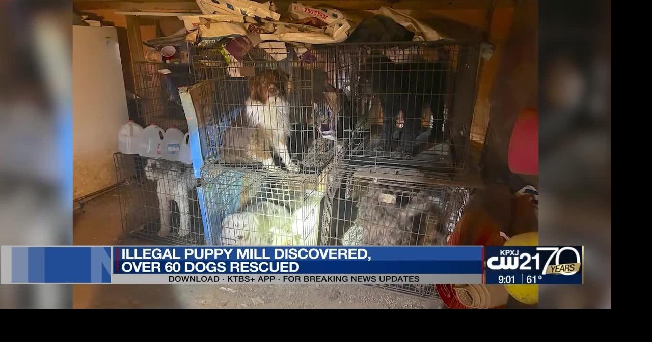 Webster Parish woman accused of dumping dogs arrested; 60 more found in ...