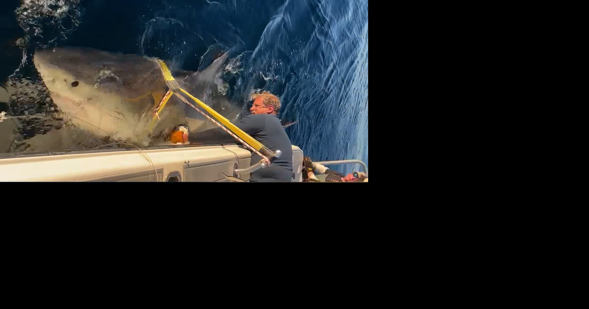 Biggest great white shark ever recorded surfaces off New Jersey