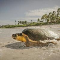 The UN Ocean Conference is seeking to bolster global protections for the world's over-exploitated and polluted seas, and all that rely upon them