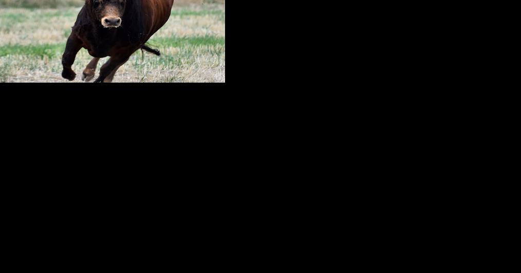 Bull on the loose sends deputy to the hospital - Vimarsana News