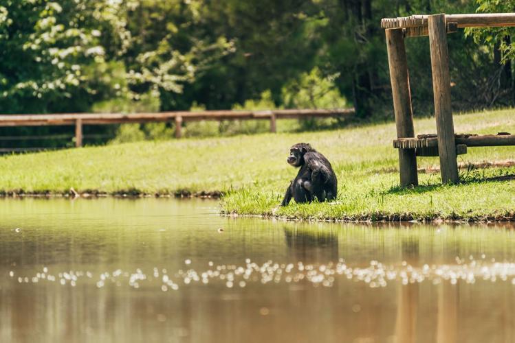 Chimp Haven chimps at moat