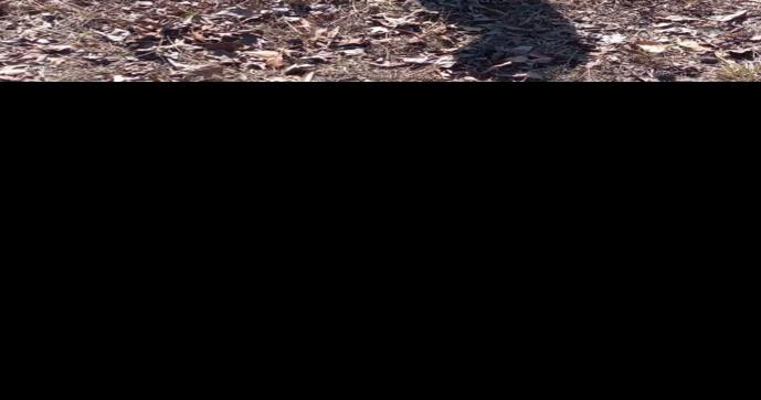Starving pit bulls rescued, recovering in Sabine Parish | News | ktbs.com