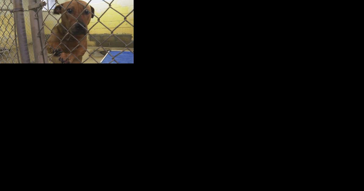 Minden City Council agrees to fund new animal shelter - Vimarsana News