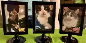 Third Annual Paulie Palooza to Benefit Texarkana Animal League