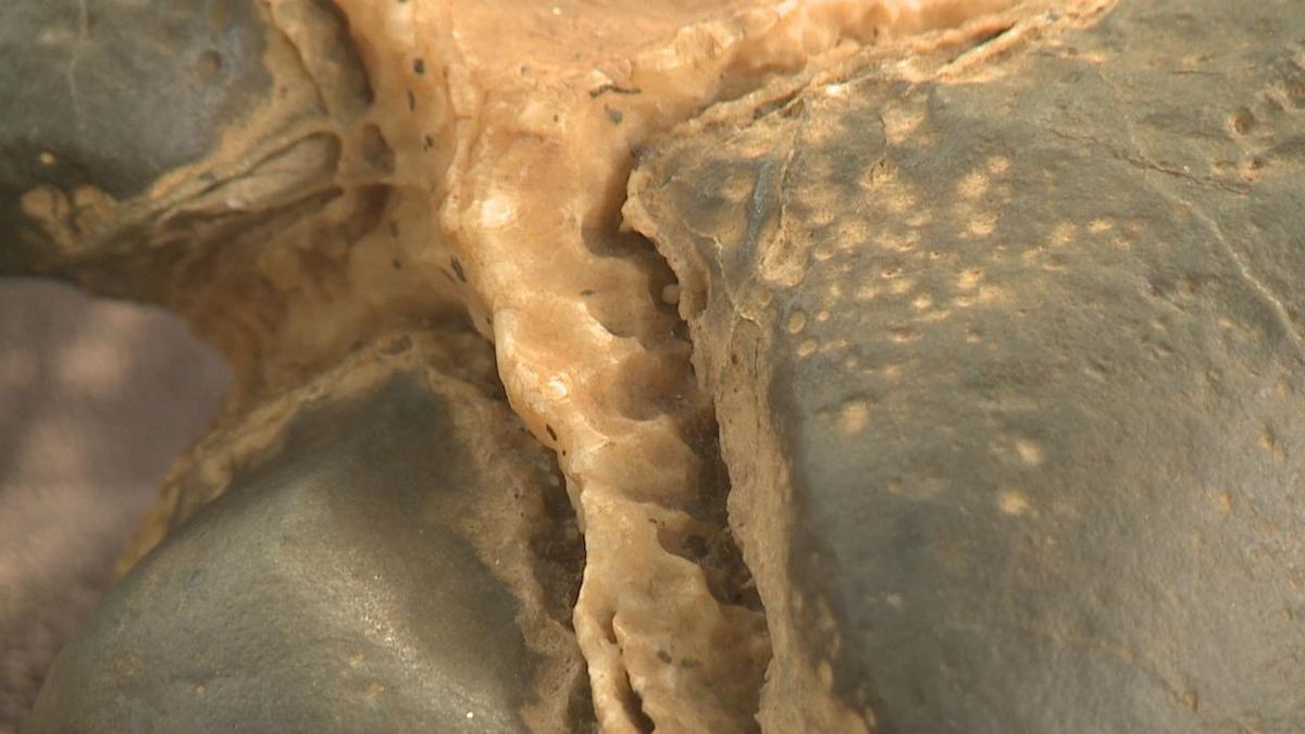 fossilized dinosaur heart