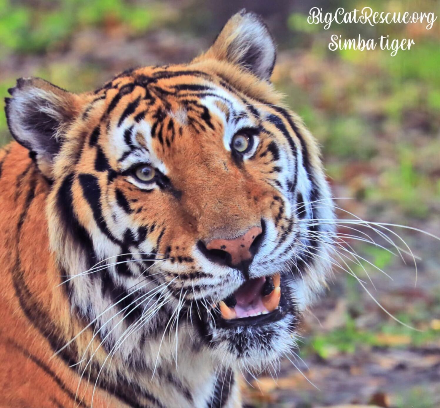 Carole Baskin to move Big Cat Rescue to Arkansas sanctuary