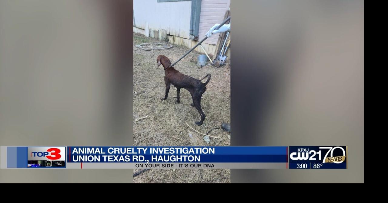 Haughton woman arrested on animal cruelty charge; dogs seized | News ...