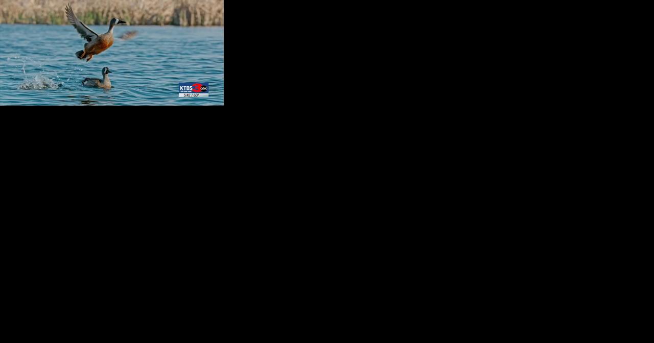 Wings Over Water at IMAX - Vimarsana News