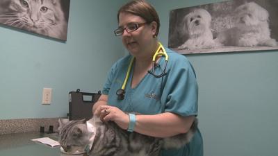 Dea Pulls License State Board Probes Veterinarian Amid Controlled