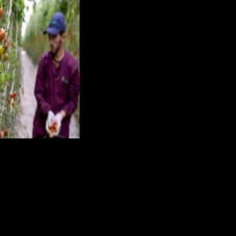 Agriculture has been badly hit by six years of drought in Morocco
