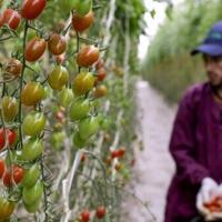 Agriculture has been badly hit by six years of drought in Morocco