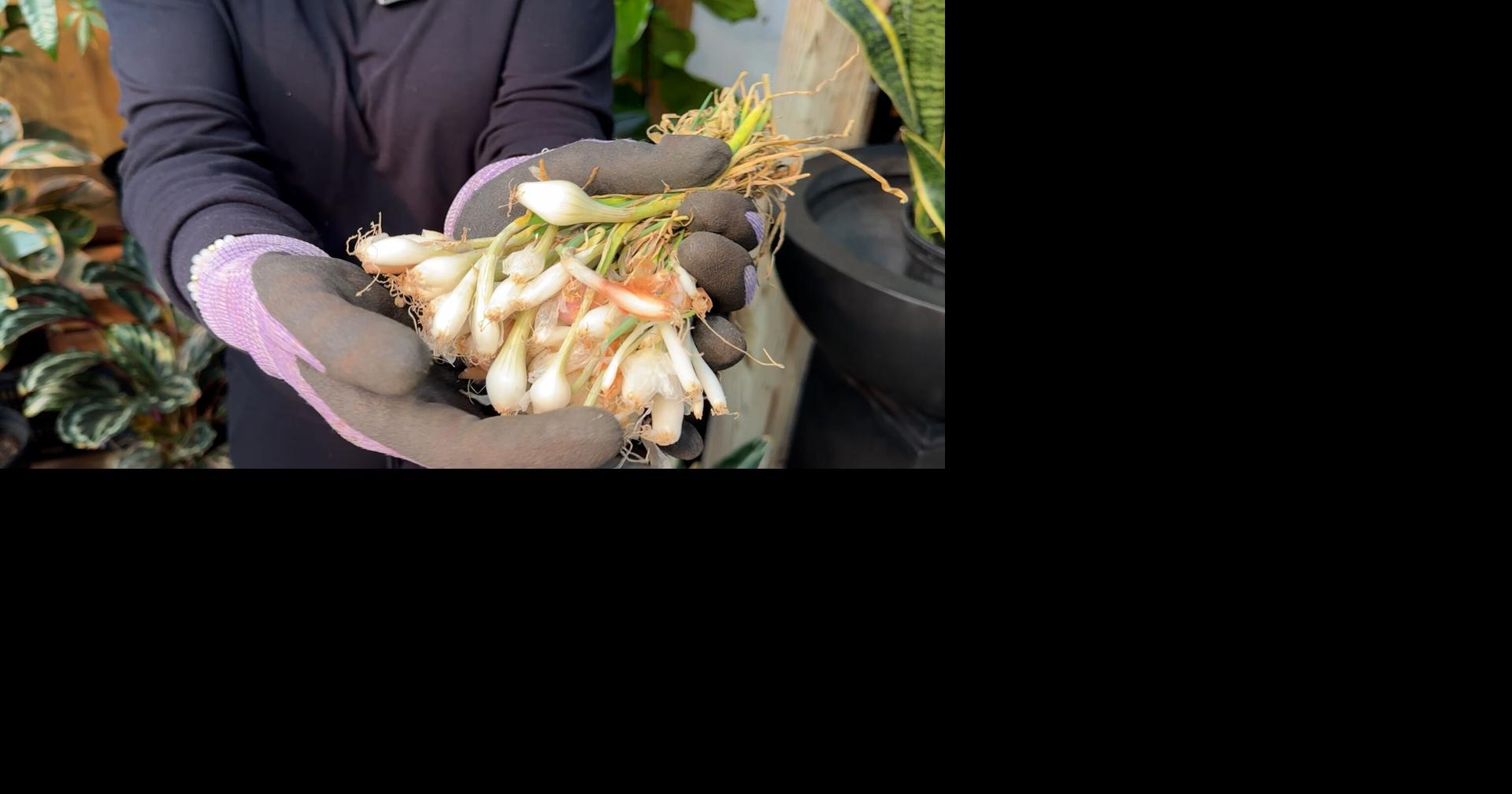 Grow your own onions now for a spring harvest