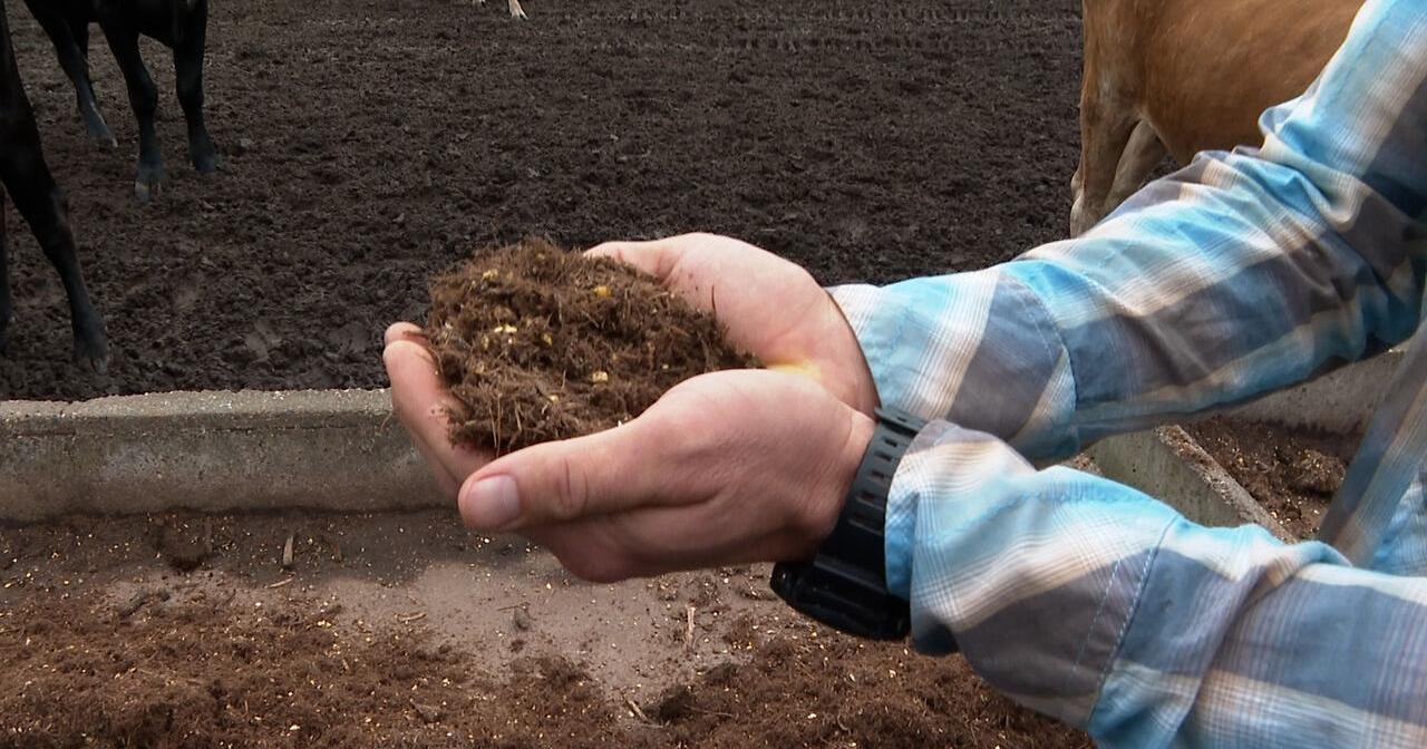 Deer Run Ranch turns bagasse into cattle feed - Vimarsana News