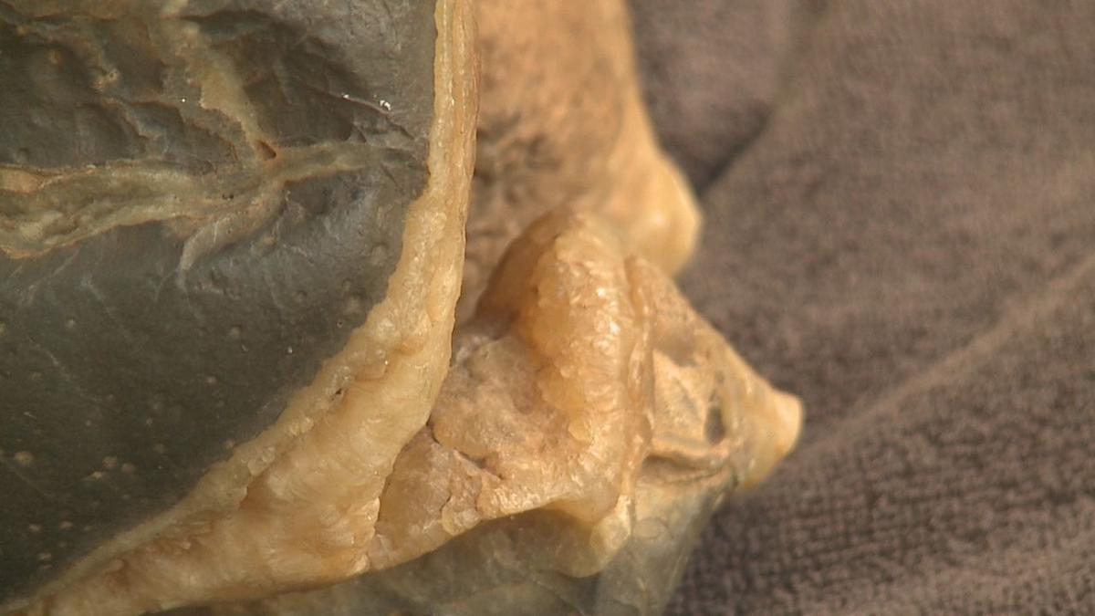 fossilized dinosaur heart