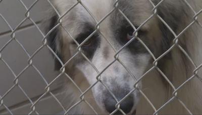 Bossier City S Animal Shelter Overcrowded Adoptions Needed News Ktbs Com