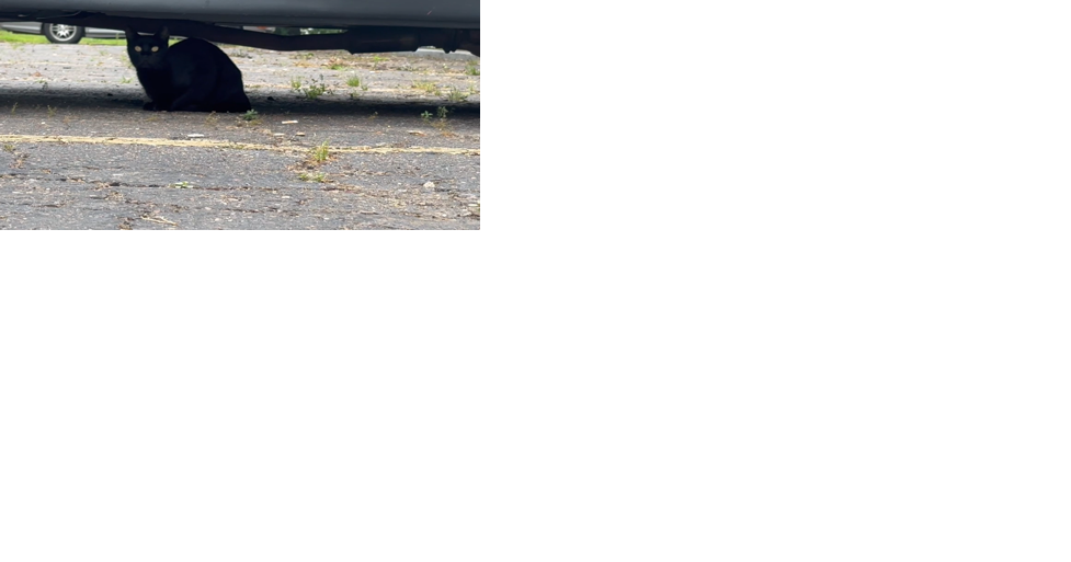 Feral cat colony raises issues at Shreveport motel - Vimarsana News