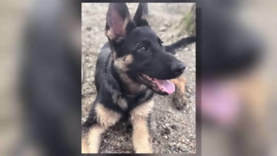 Shreveport Woman S Missing Dog Post Goes Viral News Ktbs Com