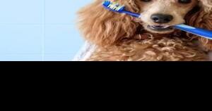 5 ways to improve your dog's oral health | Paws to Care - Vimarsana News