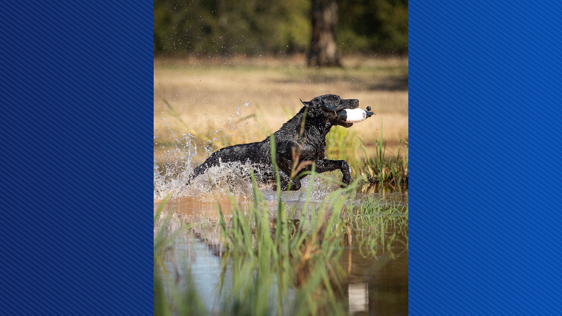 Nation's top dogs compete at Super Retriever Series Crown