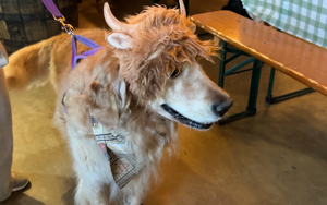 Dogtoberfest Showcases Costumed Dogs in Shreveport