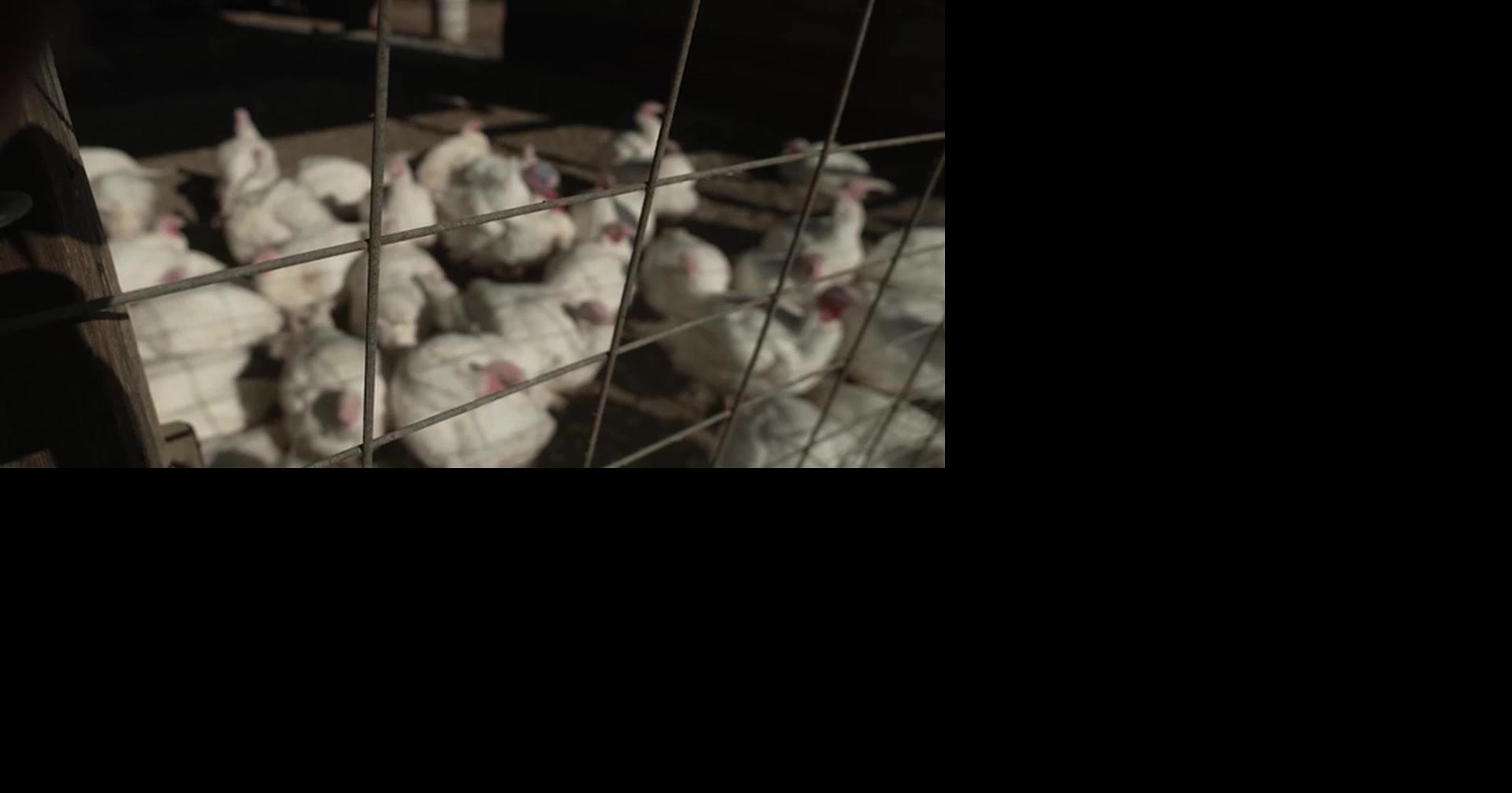 HEALTH MINUTE: TOP 5 EMERGING INFECTIOUS DISEASES